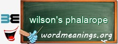 WordMeaning blackboard for wilson's phalarope